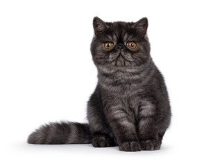 Excellent black smoke Exotic Shorthair cat kitten, sitting up facing front. Looking towards camera with round head and big orange eyes. Isolated on a white background.