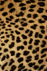 leopard texture