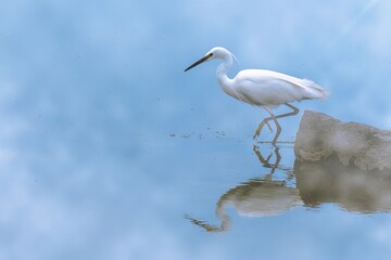 A great egret catching fish on the river on a foggy morning