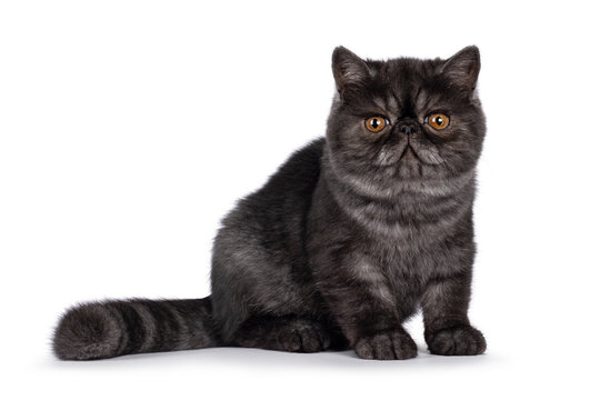 Excellent black smoke Exotic Shorthair cat kitten, sitting up side ways  Looking towards camera with round head and big orange eyes. Isolated on a white background.