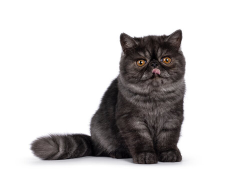 Excellent black smoke Exotic Shorthair cat kitten, sitting up side ways  Looking towards camera with round head and big orange eyes and sticking out pink tongue. Isolated on a white background.