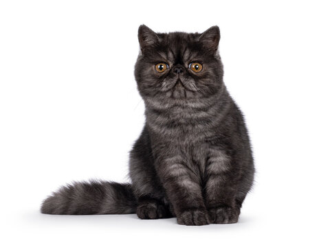 Excellent black smoke Exotic Shorthair cat kitten, sitting up facing front. Looking towards camera with round head and big orange eyes. Isolated on a white background.