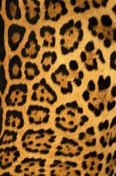 leopard fur texture © abSolut