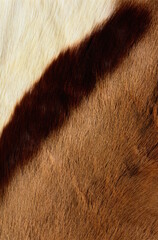 cow texture