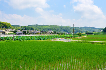 大蛇伝説の池・蓮畑「田舎の穴場・観光名所」益城町・堂園地区
Orochi...