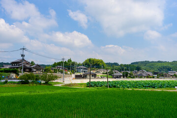 大蛇伝説の池・蓮畑「田舎の穴場・観光名所」益城町・堂園地区
Orochi...