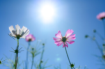 青空とコスモス