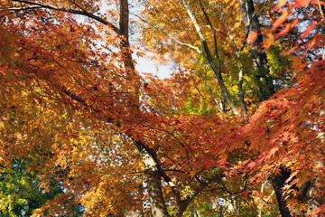 見ごろの紅葉と秋の散策