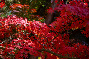 見ごろの紅葉と秋の散策