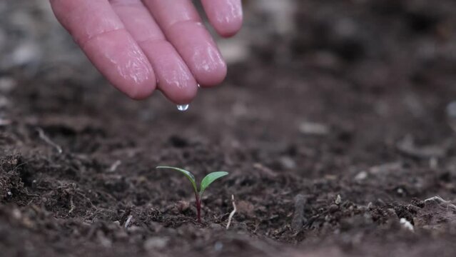 Agriculture. A green sprout of water in the hand of a farmer. Green seeds in the ground. Agriculture concept. Water drops, young shoot life. Seed sprouted in fertile soil. Farmer's hand waters with yo