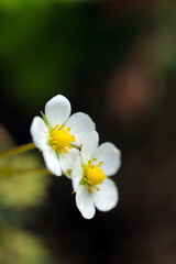 Naklejka na ściany i meble Small white flowers of Wild strawberry. Close up macro photography.