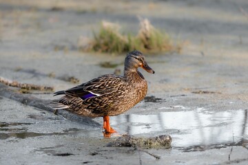 Wild duck standing on the swamp