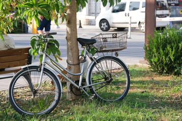 Fototapeta premium Old bicycle with a trunk near a tree in a city park
