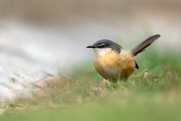Fototapeta premium Ashy Prinia Or Ashy Wren-Warbler (Prinia socialis)