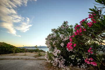 sunset over the Aegean sea with clouds with white and pink flowers 
