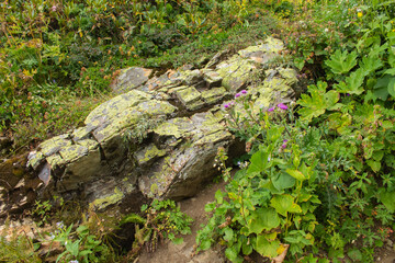 piece of rock overgrown with vegetation in the forrest
