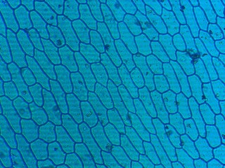 Onion under a microscope.