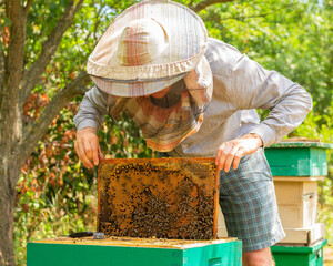 The beekeeper takes out a frame of honey from the hive