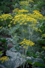 Fennel
