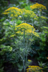 Fennel