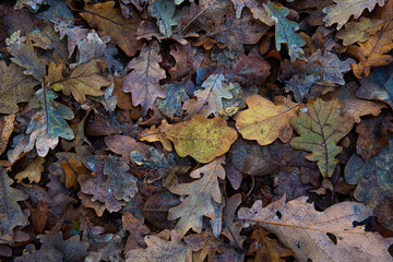 Nice macro photo of autumn color leaf frosted with ice, bad and cold weather