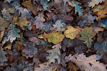 Nice macro photo of autumn color leaf frosted with ice, bad and cold weather