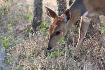 deer in the woods