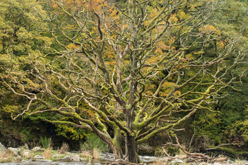 Orange tones of autumn trees in the landscape