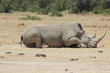 Obraz premium black rhino resting in the wild