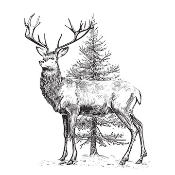 Christmas deer on the background of the Christmas tree sketch hand drawn Vector illustration.