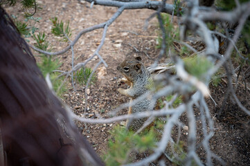 Portrait of a squirrel in its natural habitat