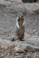 Portrait of a squirrel in its natural habitat