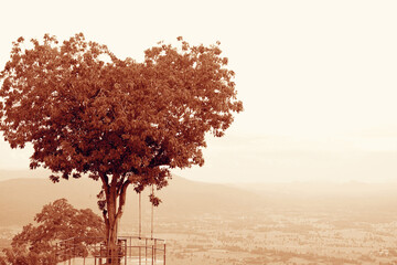 Amazing Heart Shaped Tree on Cloudy Sky in Sepia Tone