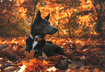 Gray dog with a white spot on his chest in the autumn forest