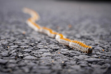 close up of a caterpillar