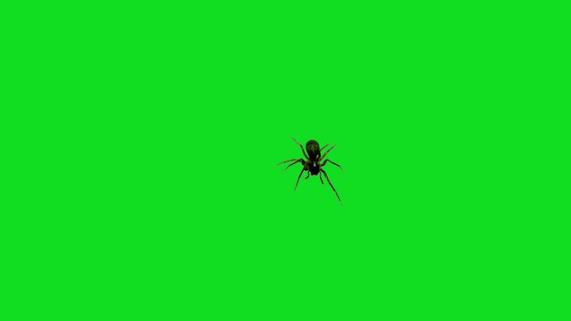 Spider Walking on Green Screen
