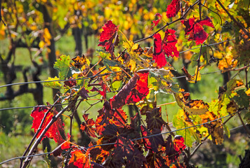 Rosso D'Autunno