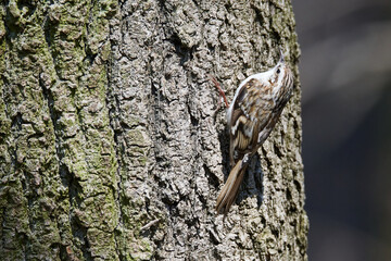 Gartenbaumläufer an einem Baum beim Nestbau	
