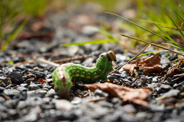 lizard on the ground