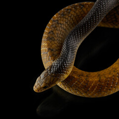 Drymarchon on the background of cameos, fog. snake art 