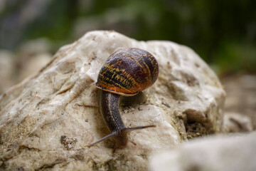 snail on a leaf