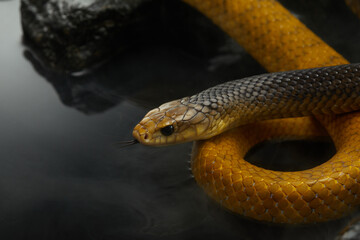 Drymarchon on the background of cameos, fog. snake art 