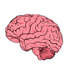 brain vector illustration