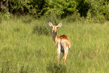 Young female bohor reedbuck, redunca redunca, in the long grass and forest area of Queen Elizabeth National Park, Uganda