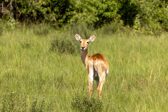 Young female bohor reedbuck, redunca redunca, in the long grass and forest area of Queen Elizabeth National Park, Uganda