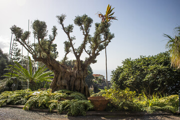 Ancient olive tree at Monte Gardens above Funchal on Madeira