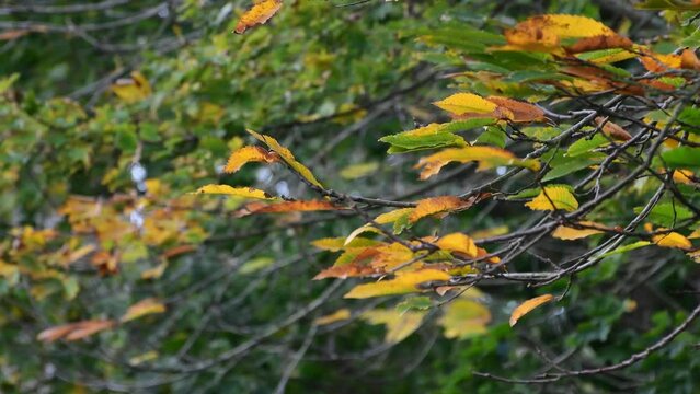 Coup de vent dans les branches en automne