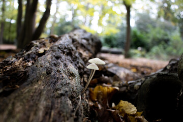 Fungus growing on rotten wood in the woods