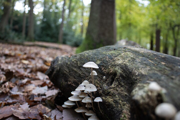 Fungus growing on rotten wood in the woods