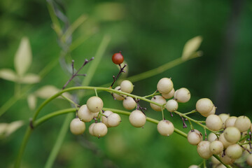 白いナンテンの実と茶色の実